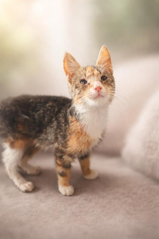 Sonar, Adoptable, Kitten Female Tabby & Calico.