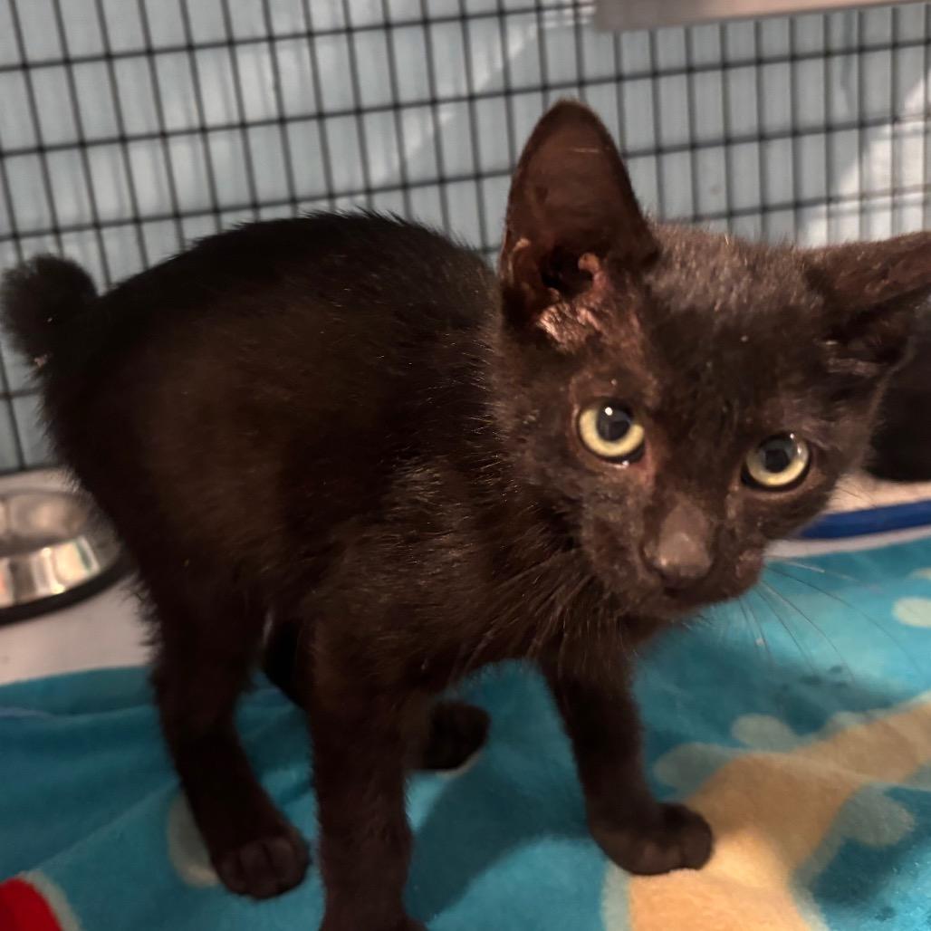 Bobbi (26-3721), Adoptable, Young Male Domestic Short Hair.