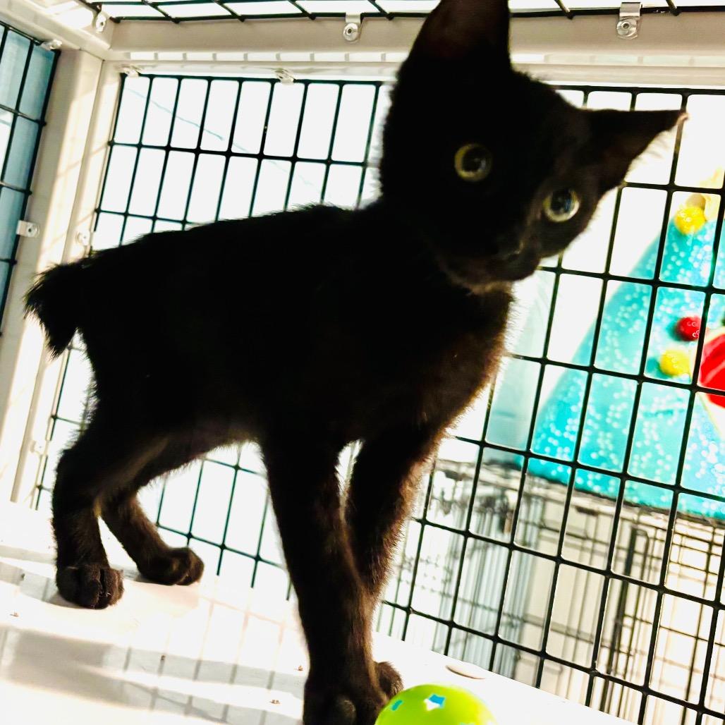 Enlarge Bobbi (26-3721), a Adoptable Domestic Short Hair in Gordonsville, TN image 2/2
