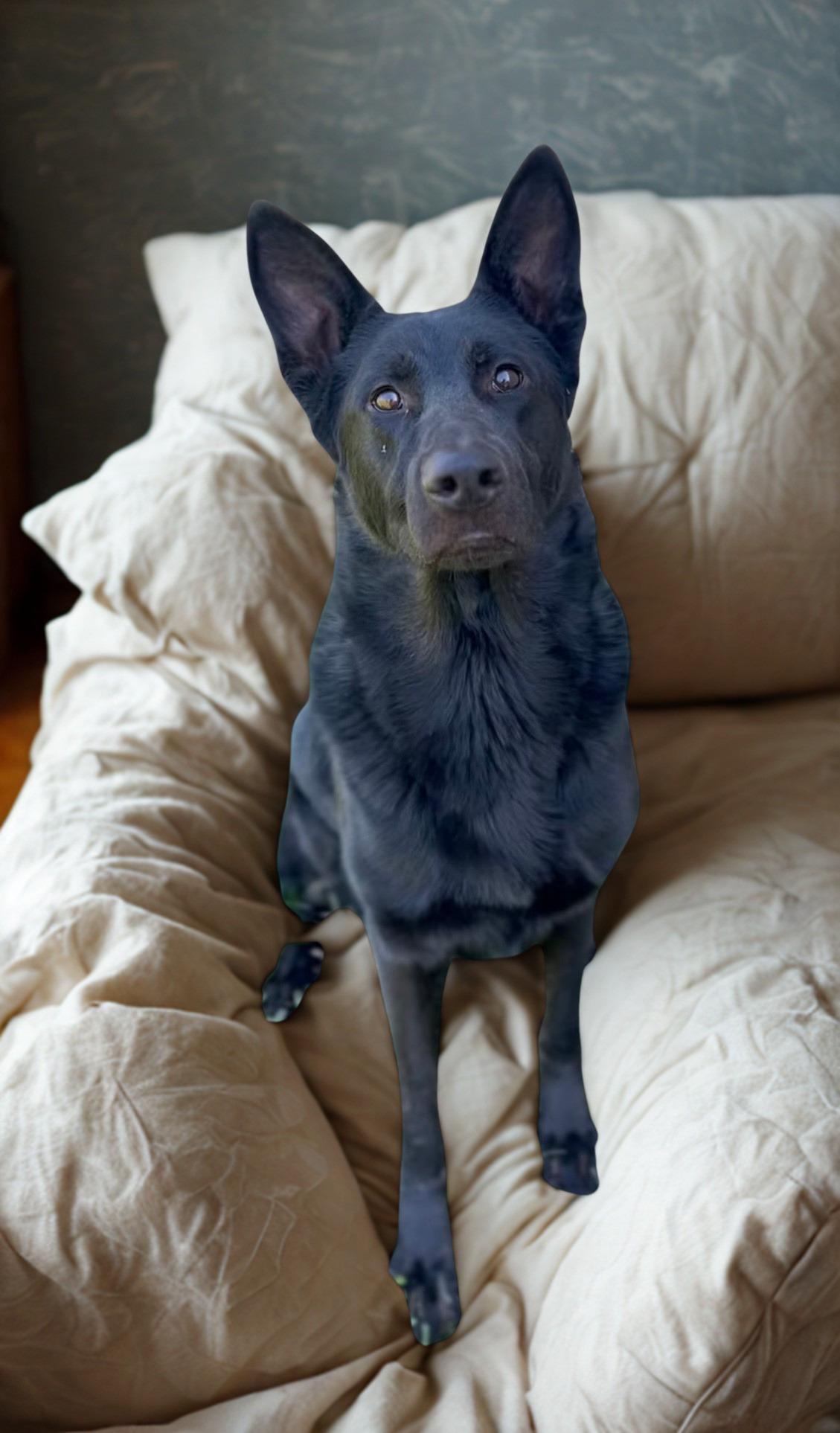 Blazer, Adoptable, Adult Male German Shepherd Dog.