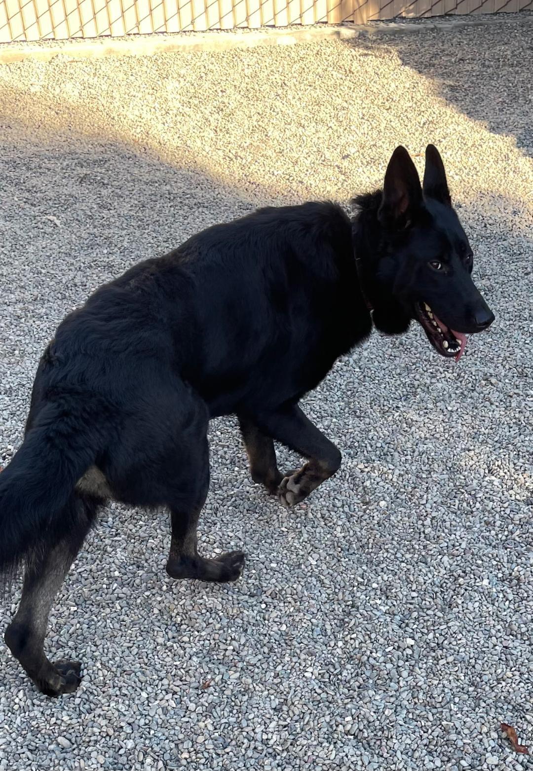 Blazer, Adoptable, Adult Male German Shepherd Dog.