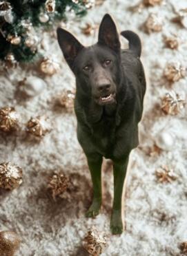 Enlarge Blazer, a Adoptable German Shepherd Dog in Kuna, ID image 2/3
