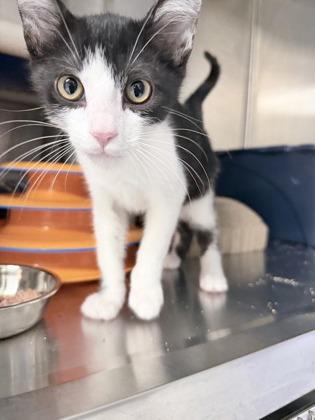 Stitch and Tuxie, Adoptable, Kitten Male Domestic Short Hair & Domestic Short Hair.