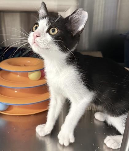Stitch and Tuxie, a Adoptable mixed breed in Venice, FL image 2/3