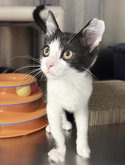 Stitch and Tuxie, a Adoptable mixed breed in Venice, FL image 3/3