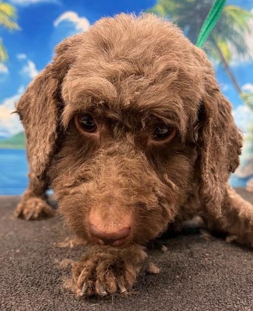 Tracy, Adoptable, Adult Female Cockapoo.