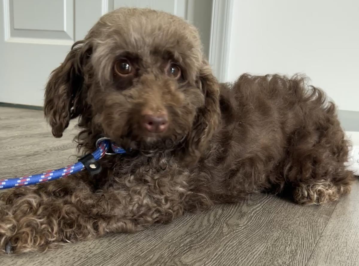 Tracy, a Adoptable Cockapoo in Westminster, MD image 2/3