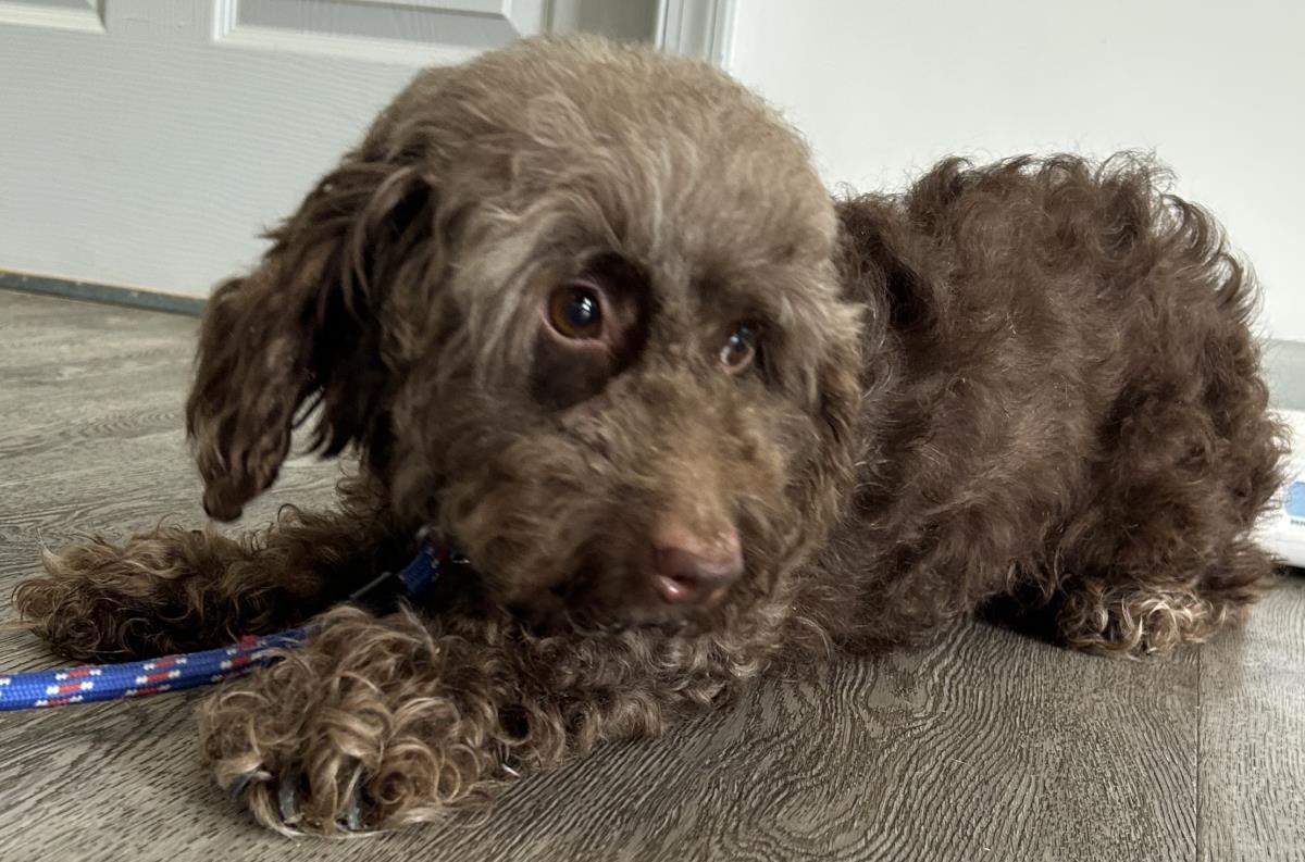 Tracy, a Adoptable Cockapoo in Westminster, MD image 3/3