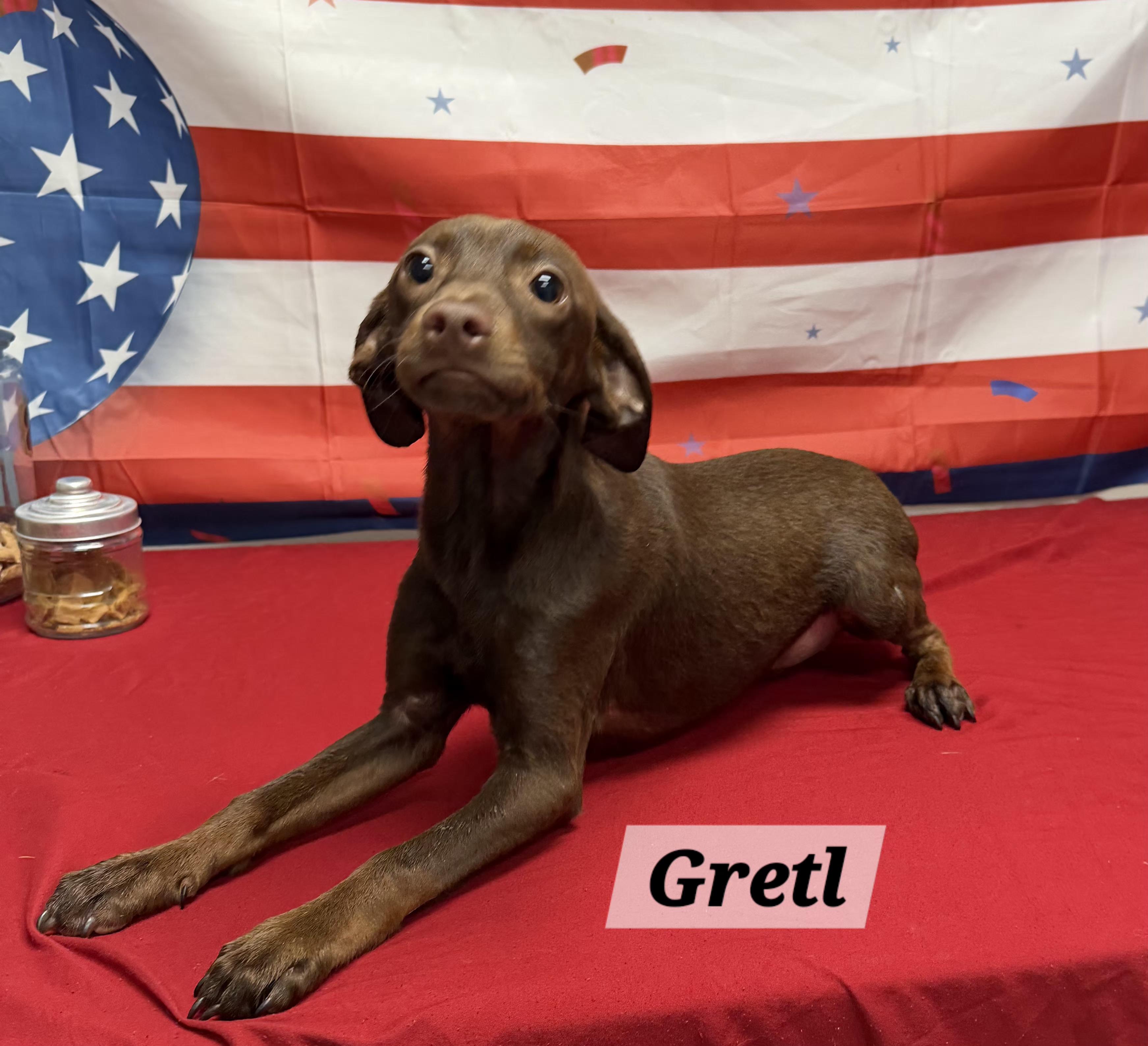 Gretl, ADOPTABLE, Puppy Female Dachshund & Pit Bull Terrier.