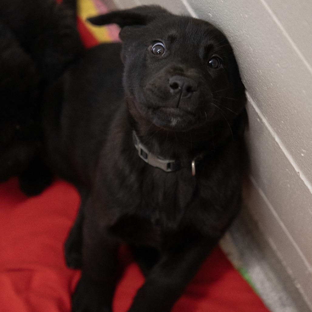 Bobo, a Adoptable mixed breed in Saint Cloud, MN image 1/3
