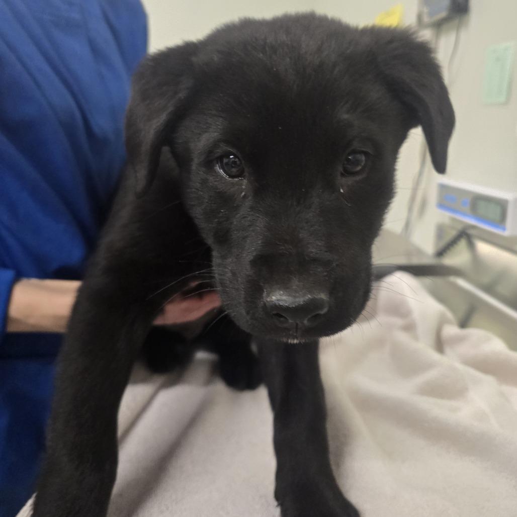 Bobo, a Adoptable mixed breed in Saint Cloud, MN image 2/3