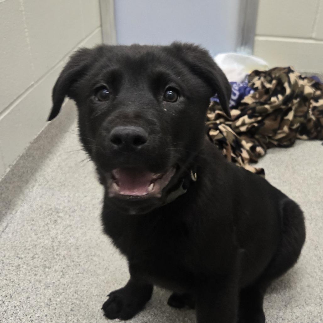 Bobo, a Adoptable mixed breed in Saint Cloud, MN image 3/3