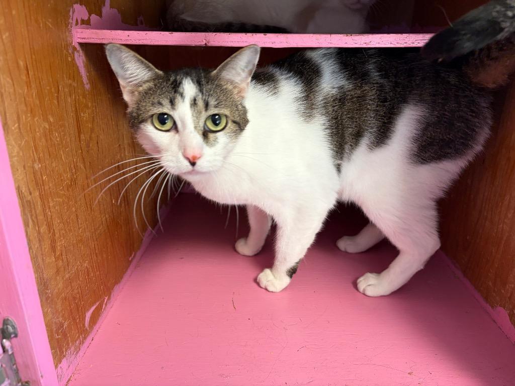 Bert, Adoptable, Adult Male Domestic Short Hair.