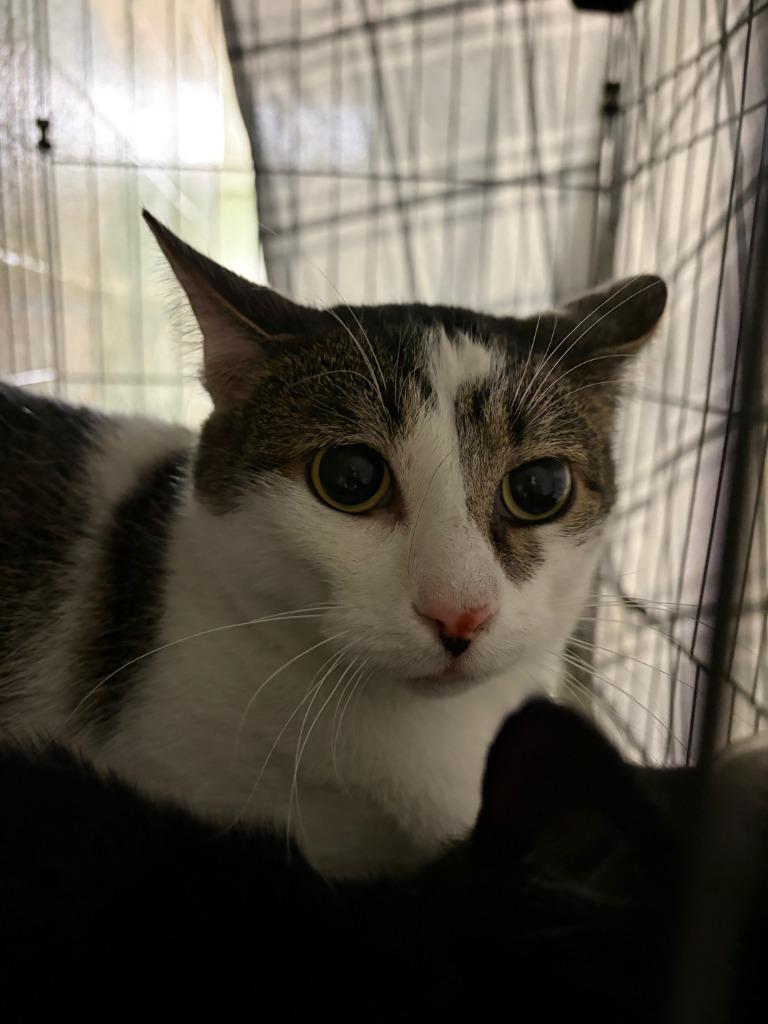 Bert, a Adoptable mixed breed in Ada, OK image 2/4