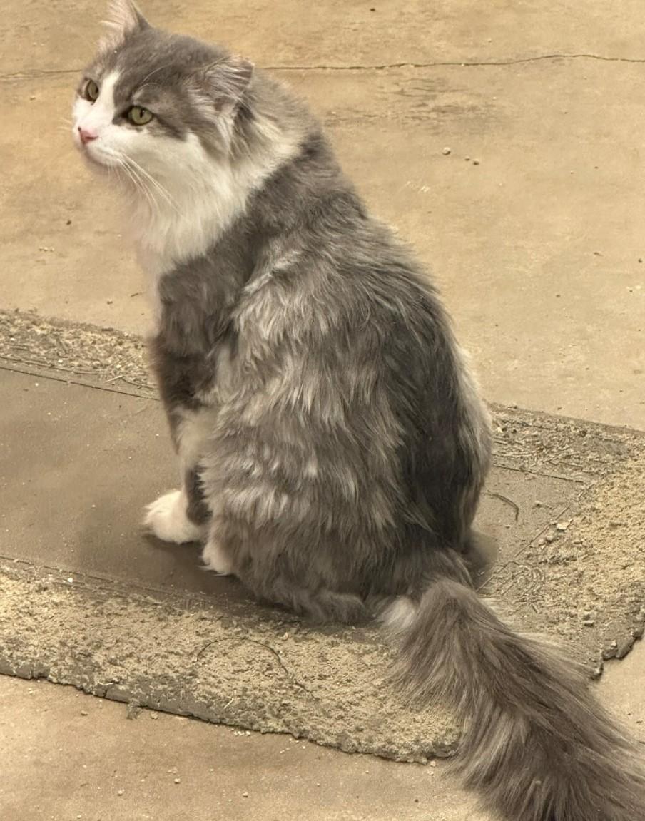 Mr. Boots