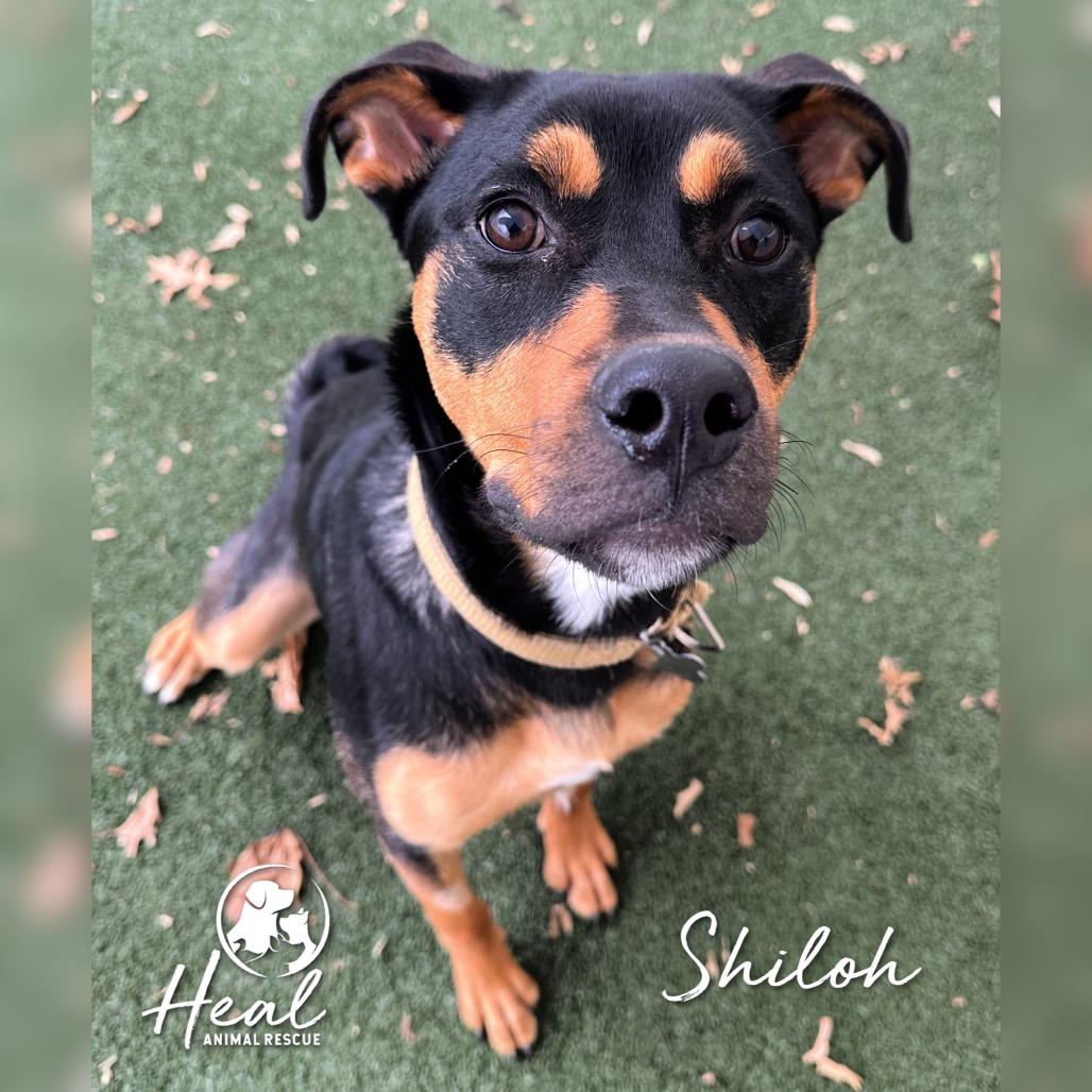 Shiloh, Adoptable, Young Female Rottweiler & Mixed Breed.