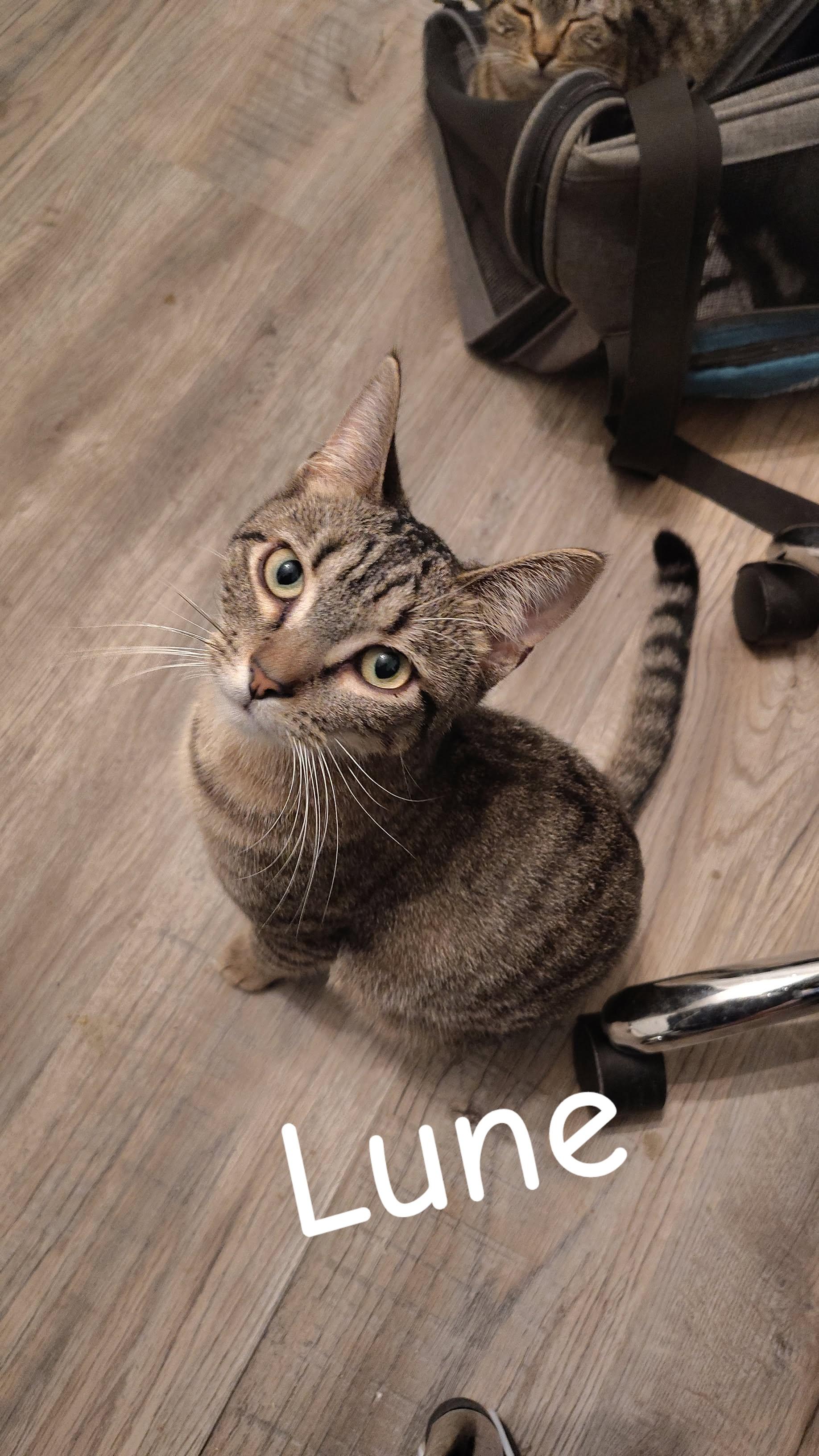 Lune, Adoptable, Young Female Domestic Short Hair.
