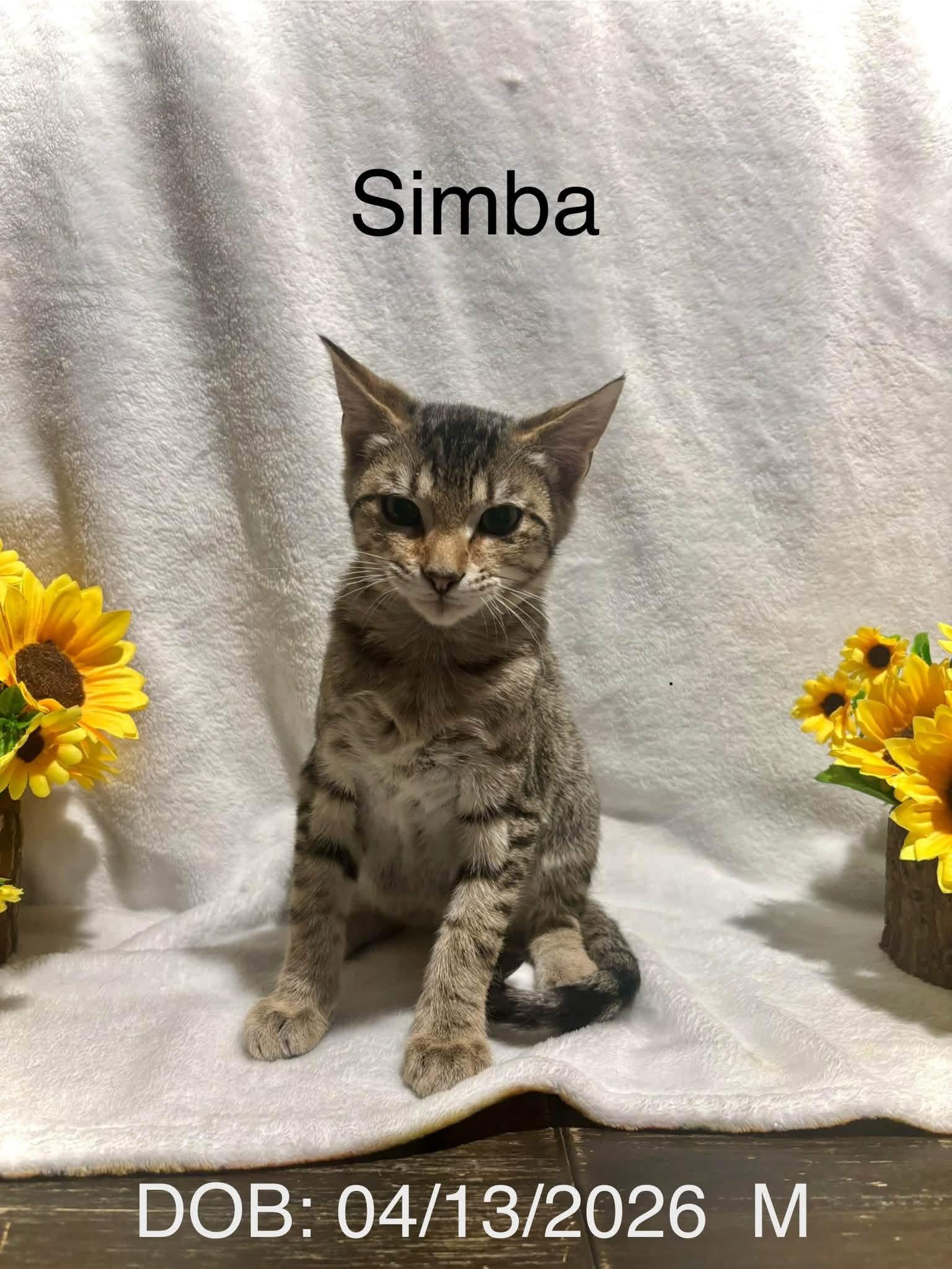Enlarge Simba, a ADOPTABLE Domestic Short Hair in Magnolia, TX image 1/1