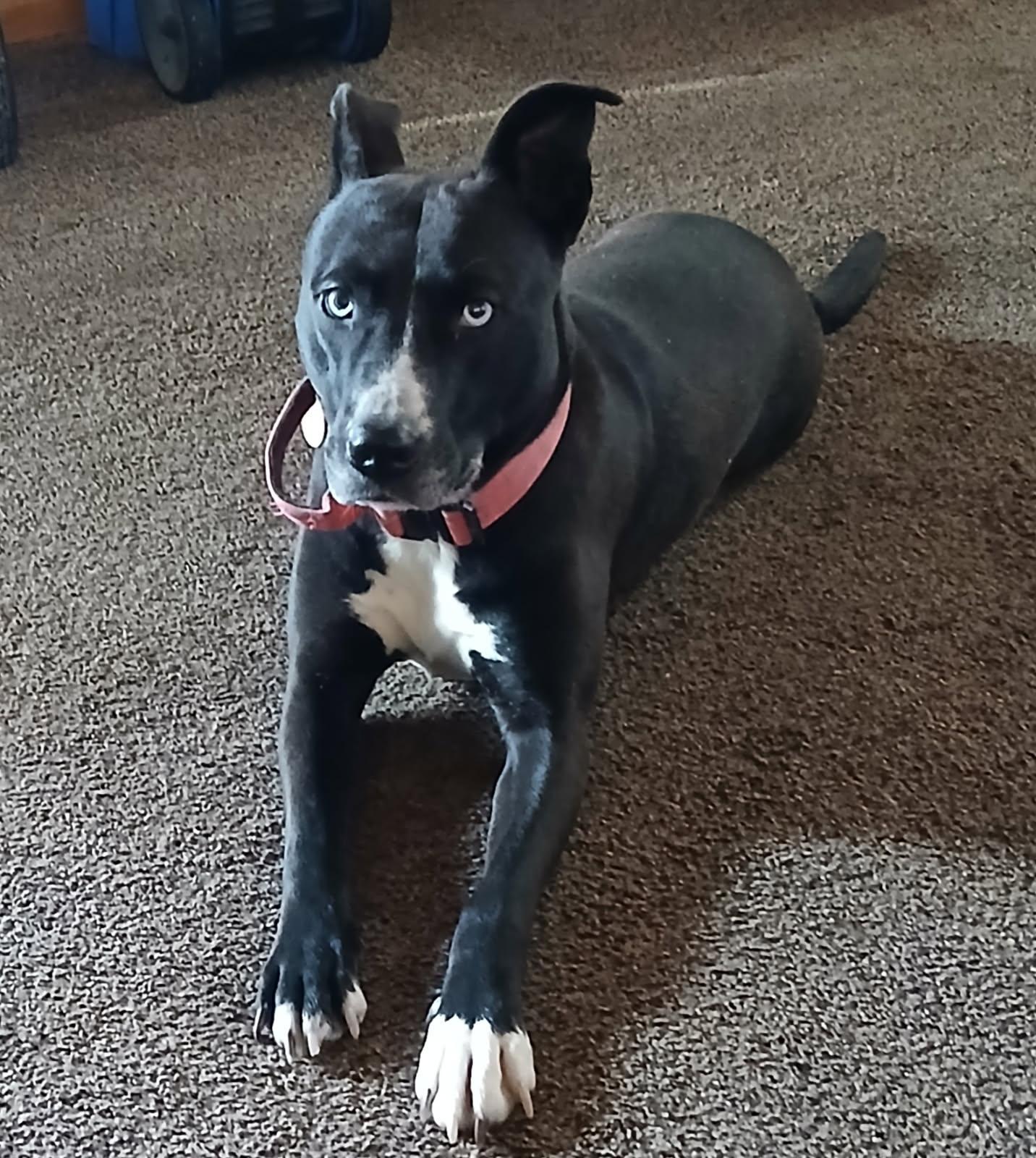 Enlarge Gypsy - Courtesy Listing, a Adoptable mixed breed in Attica, MI image 2/3