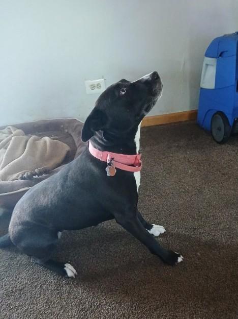 Enlarge Gypsy - Courtesy Listing, a Adoptable mixed breed in Attica, MI image 3/3