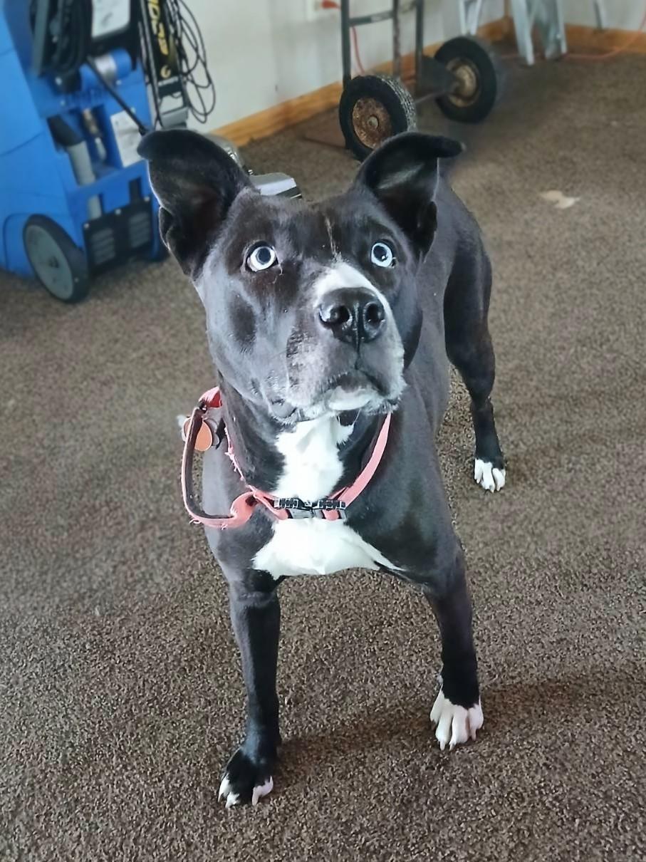 Enlarge Gypsy - Courtesy Listing, a Adoptable mixed breed in Attica, MI image 1/3