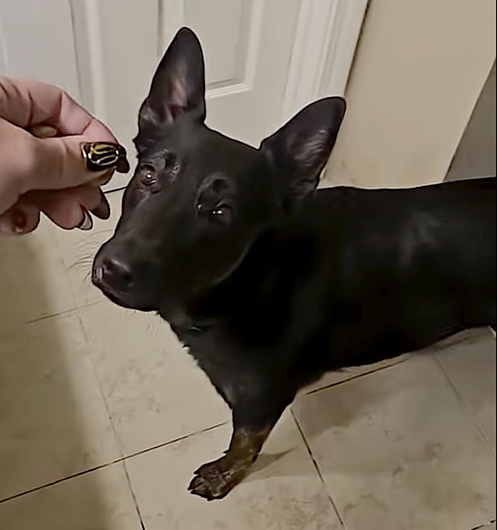 Zeus — thumbnail 5