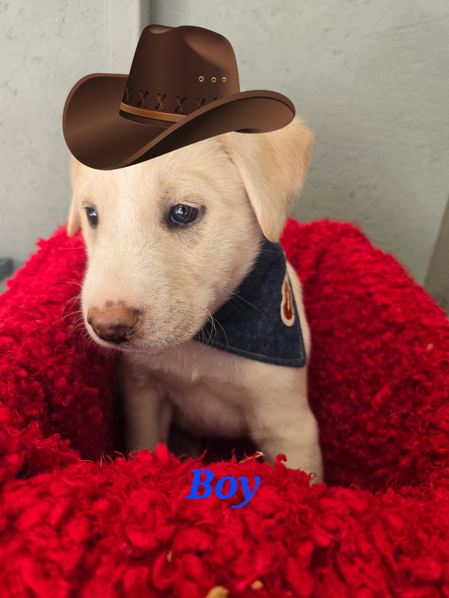 Houston, Adoptable, Puppy Male Great Pyrenees & Golden Retriever.