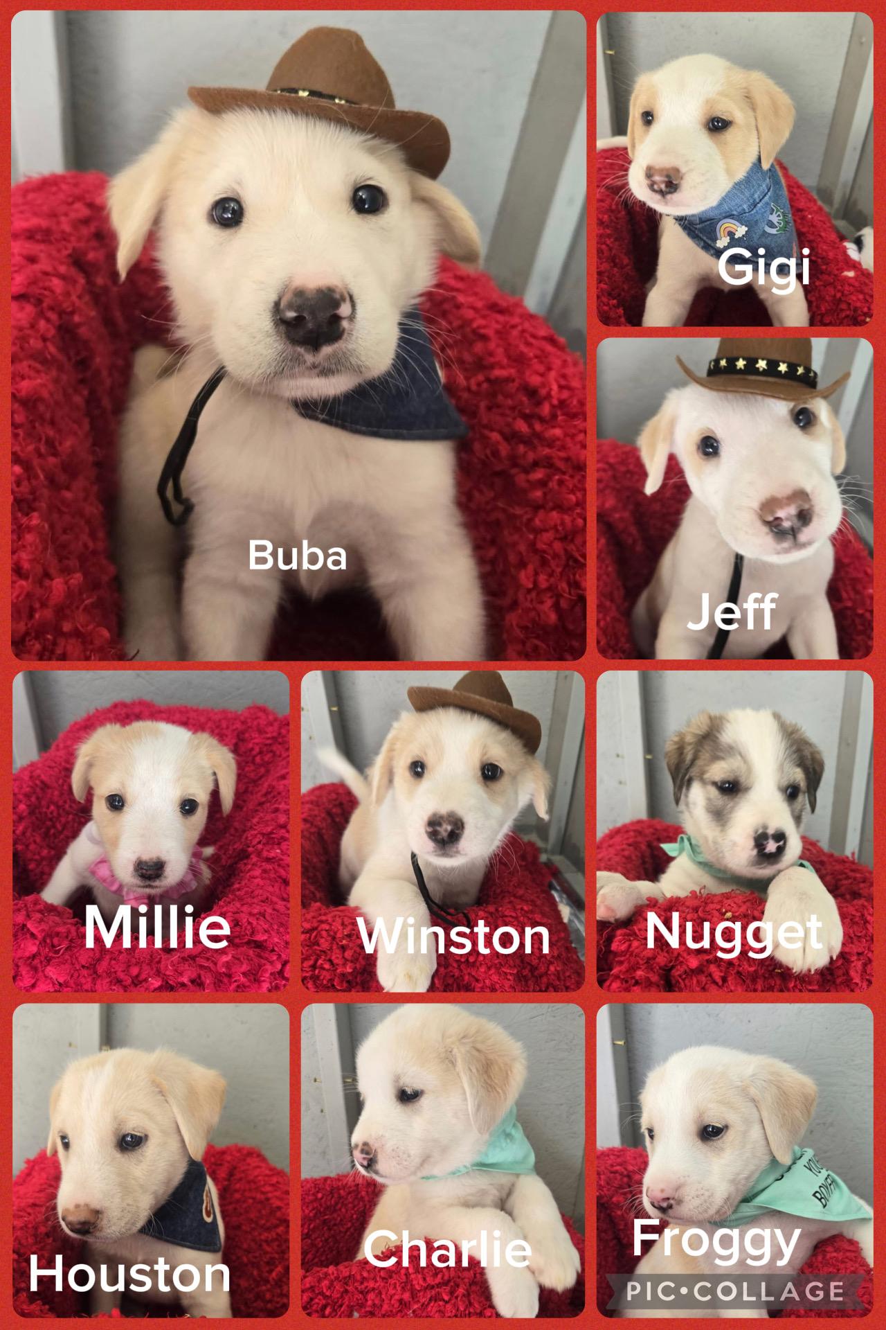 Enlarge Houston, a Adoptable mixed breed in White Lake, MI image 3/3