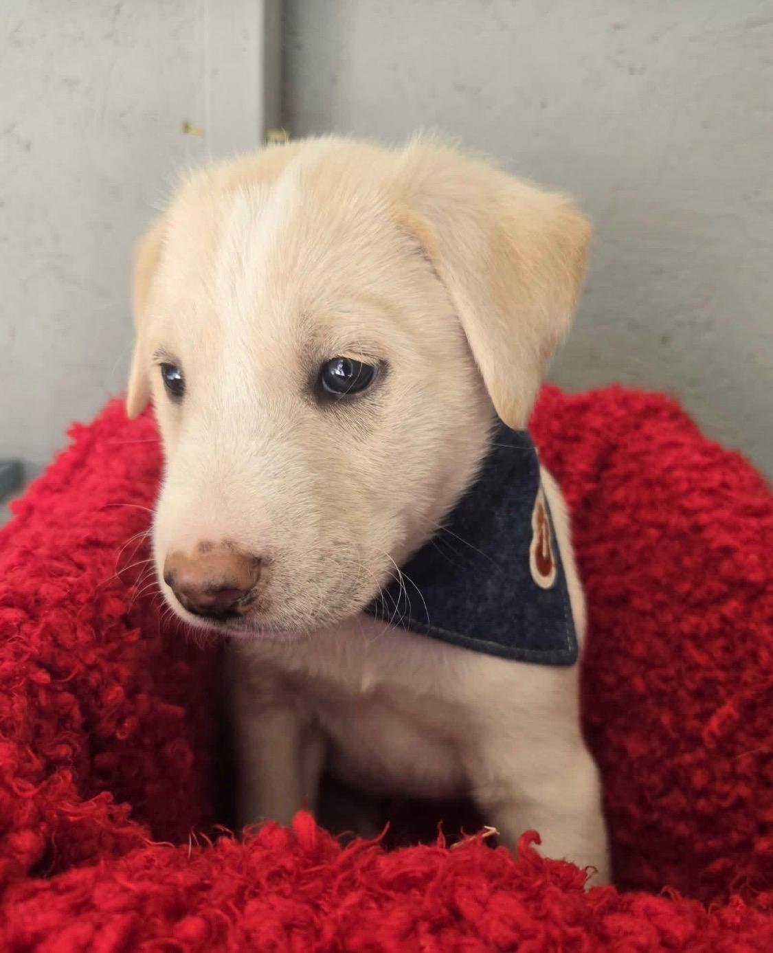 Enlarge Houston, a Adoptable mixed breed in White Lake, MI image 2/3