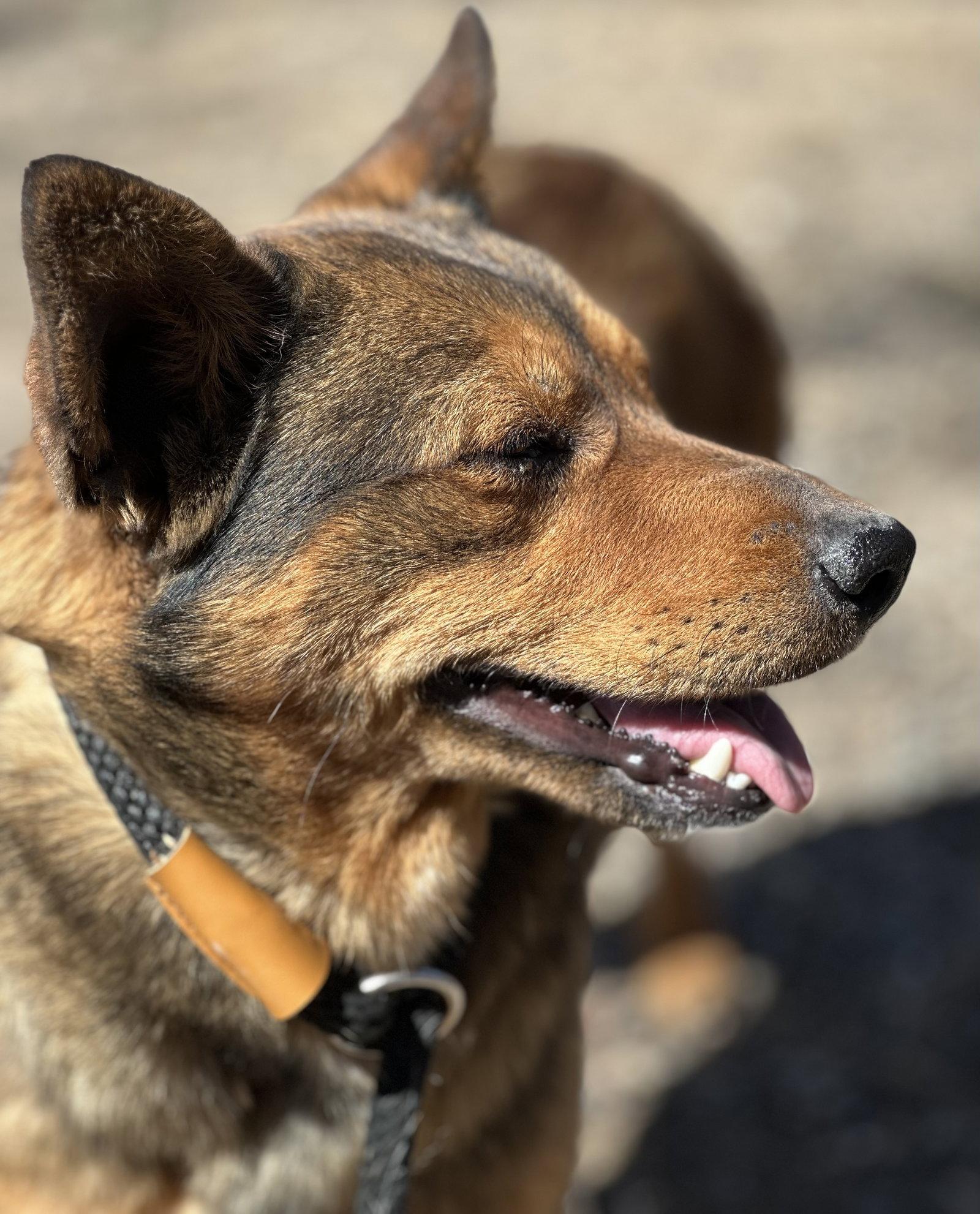 Nikki, Adoptable, Adult Female German Shepherd Dog & Chihuahua.