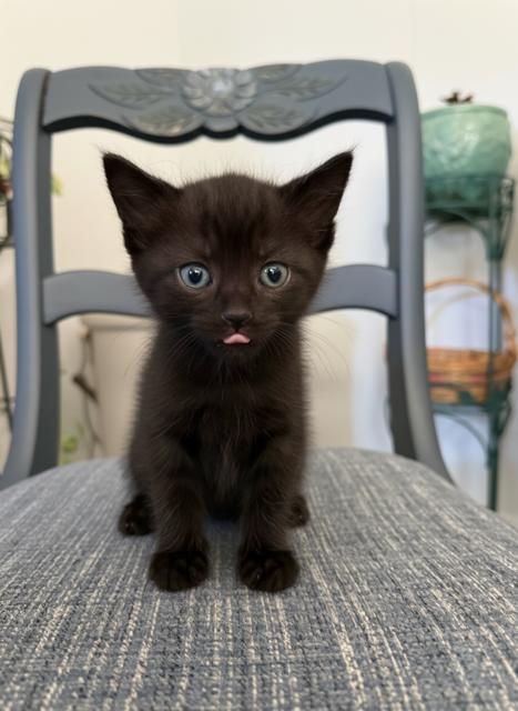 Suki, ADOPTABLE, Kitten Female Domestic Short Hair.