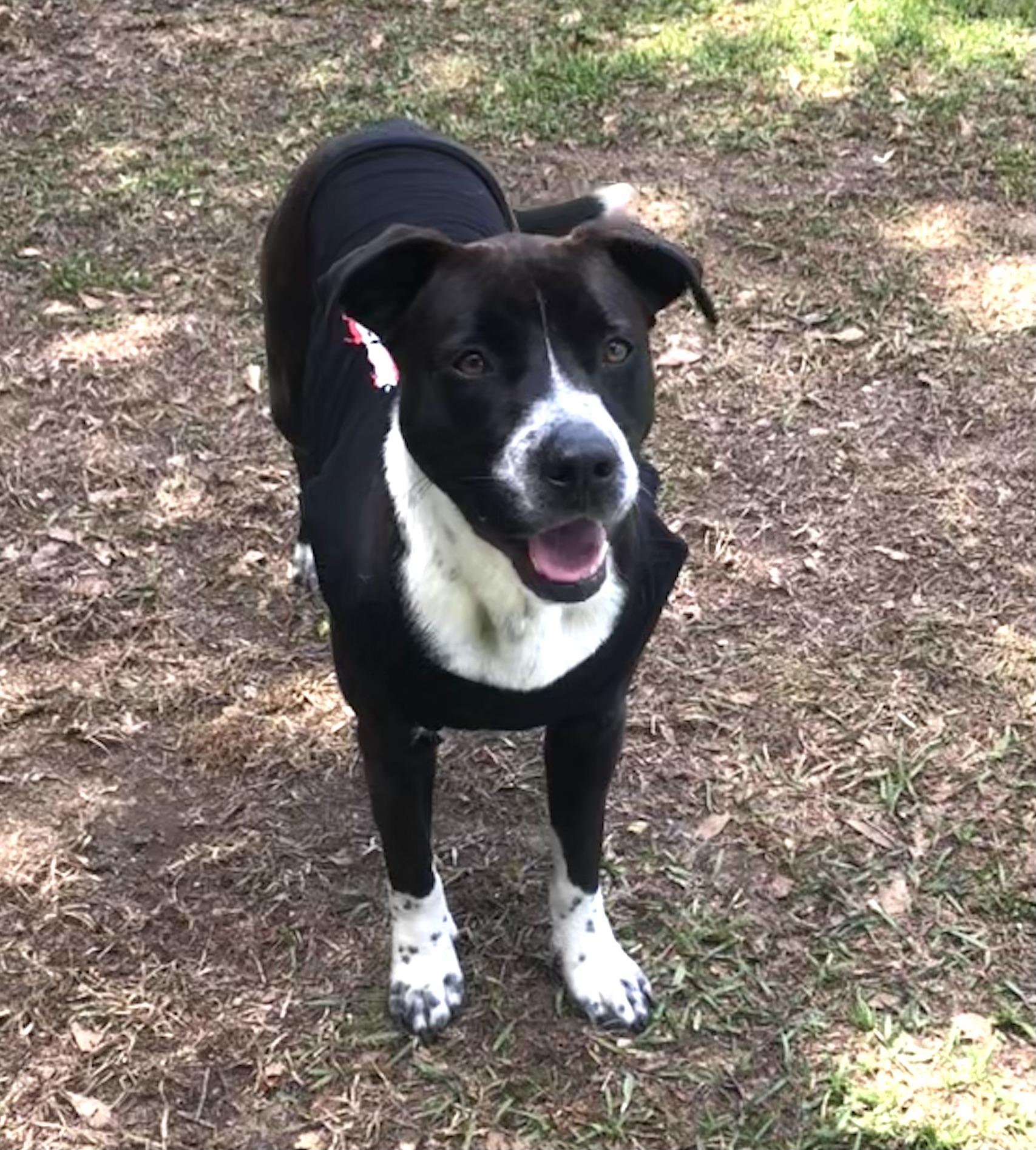 Enlarge Whiskey, a Adoptable mixed breed in Magnolia Springs, AL image 1/6