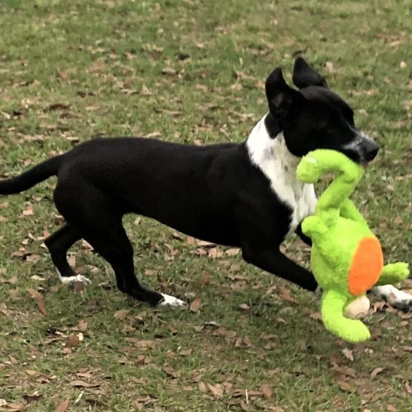 Enlarge Whiskey, a Adoptable mixed breed in Magnolia Springs, AL image 2/6