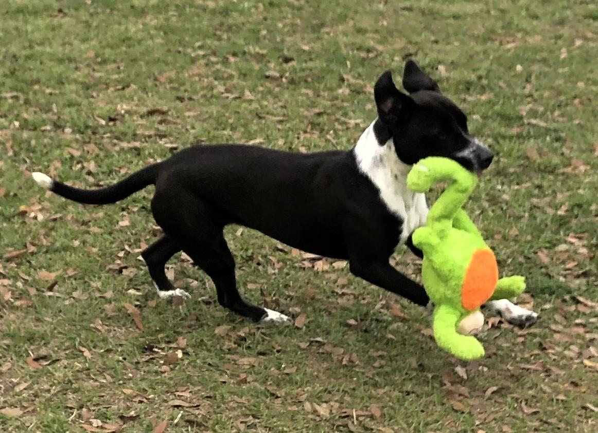 Enlarge Whiskey, a Adoptable mixed breed in Magnolia Springs, AL image 2/6