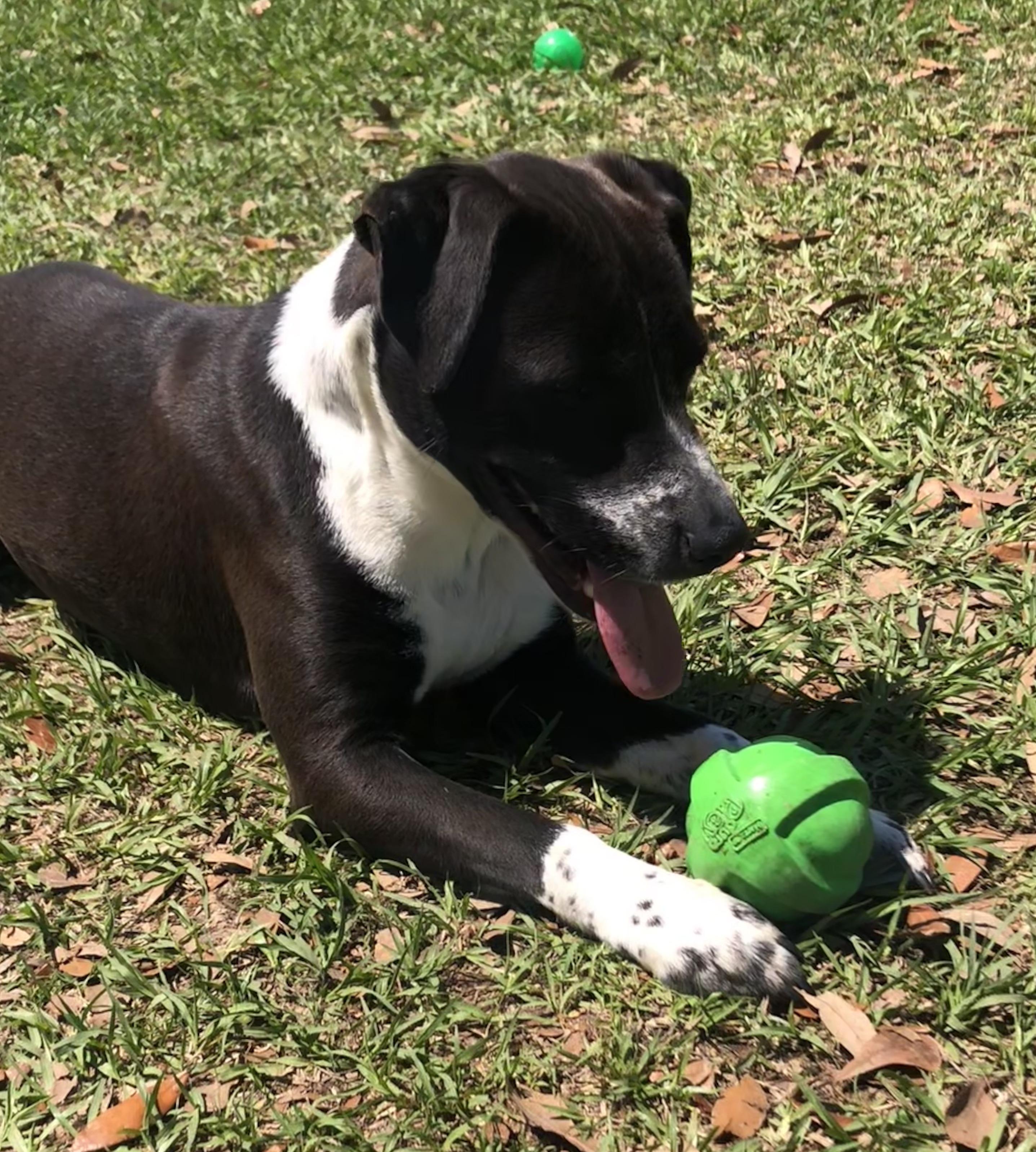 Enlarge Whiskey, a Adoptable mixed breed in Magnolia Springs, AL image 3/6