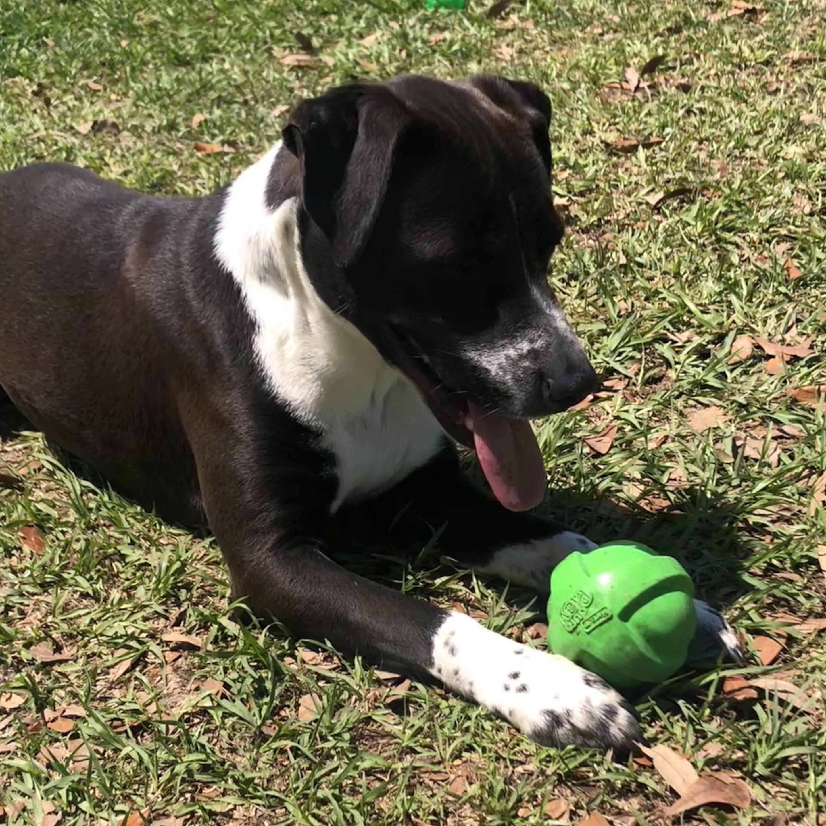 Enlarge Whiskey, a Adoptable mixed breed in Magnolia Springs, AL image 3/6