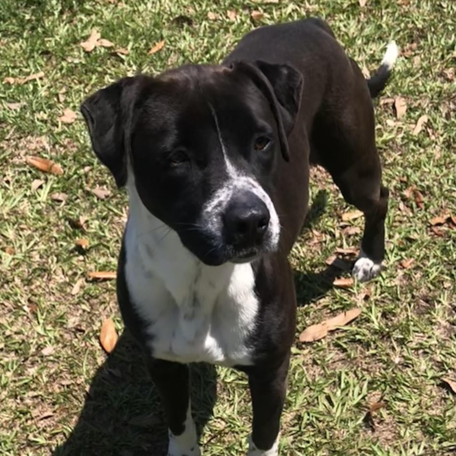 Enlarge Whiskey, a Adoptable mixed breed in Magnolia Springs, AL image 4/6