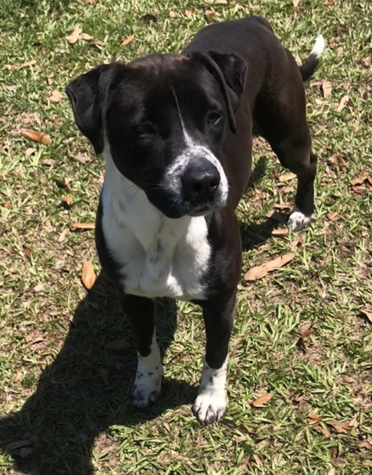Enlarge Whiskey, a Adoptable mixed breed in Magnolia Springs, AL image 4/6