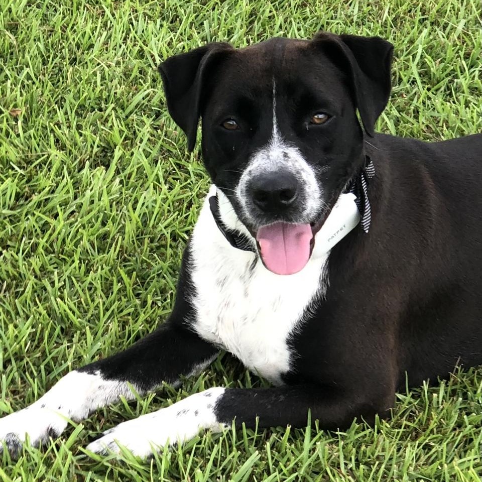 Enlarge Whiskey, a Adoptable mixed breed in Magnolia Springs, AL image 1/6