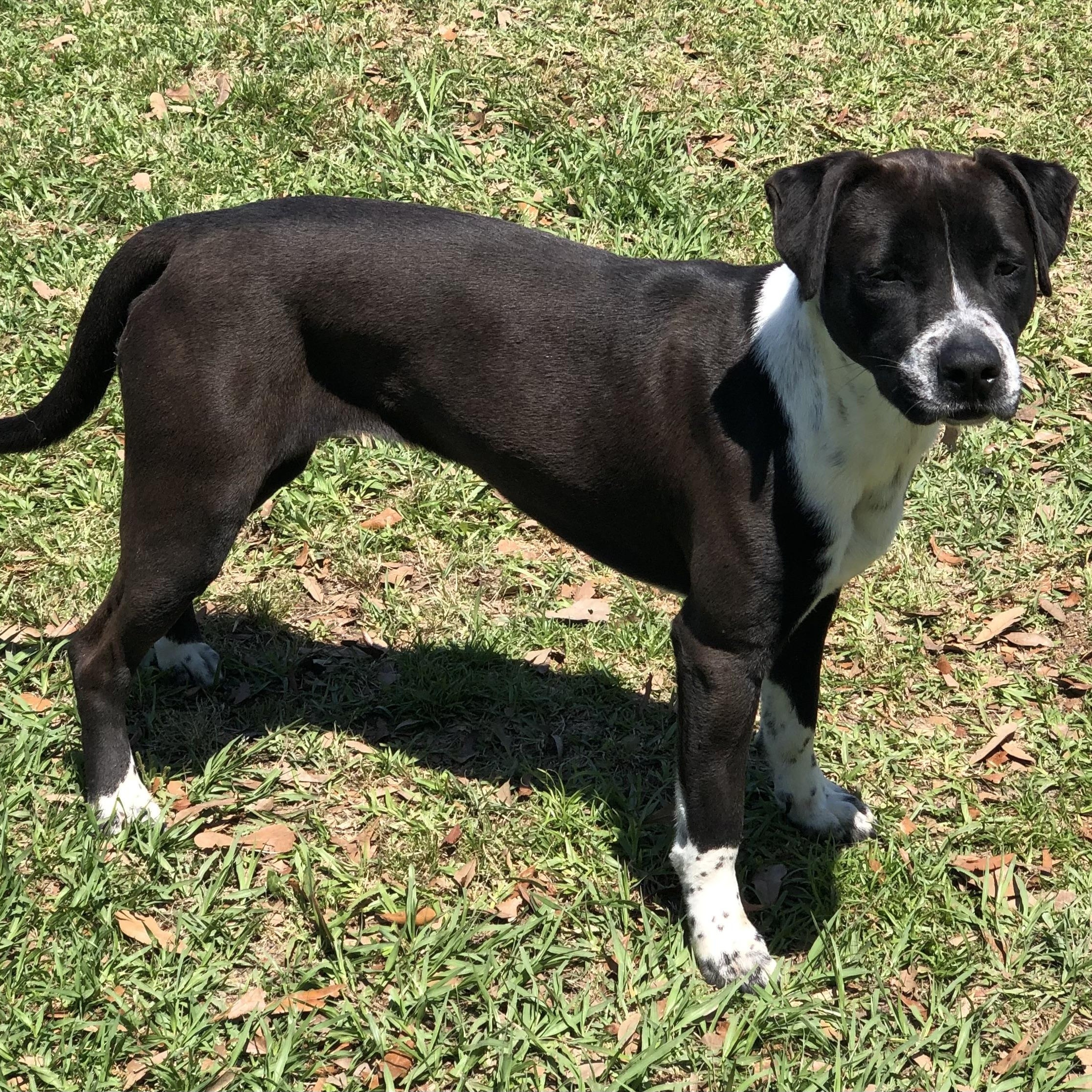 Enlarge Whiskey, a Adoptable mixed breed in Magnolia Springs, AL image 5/6