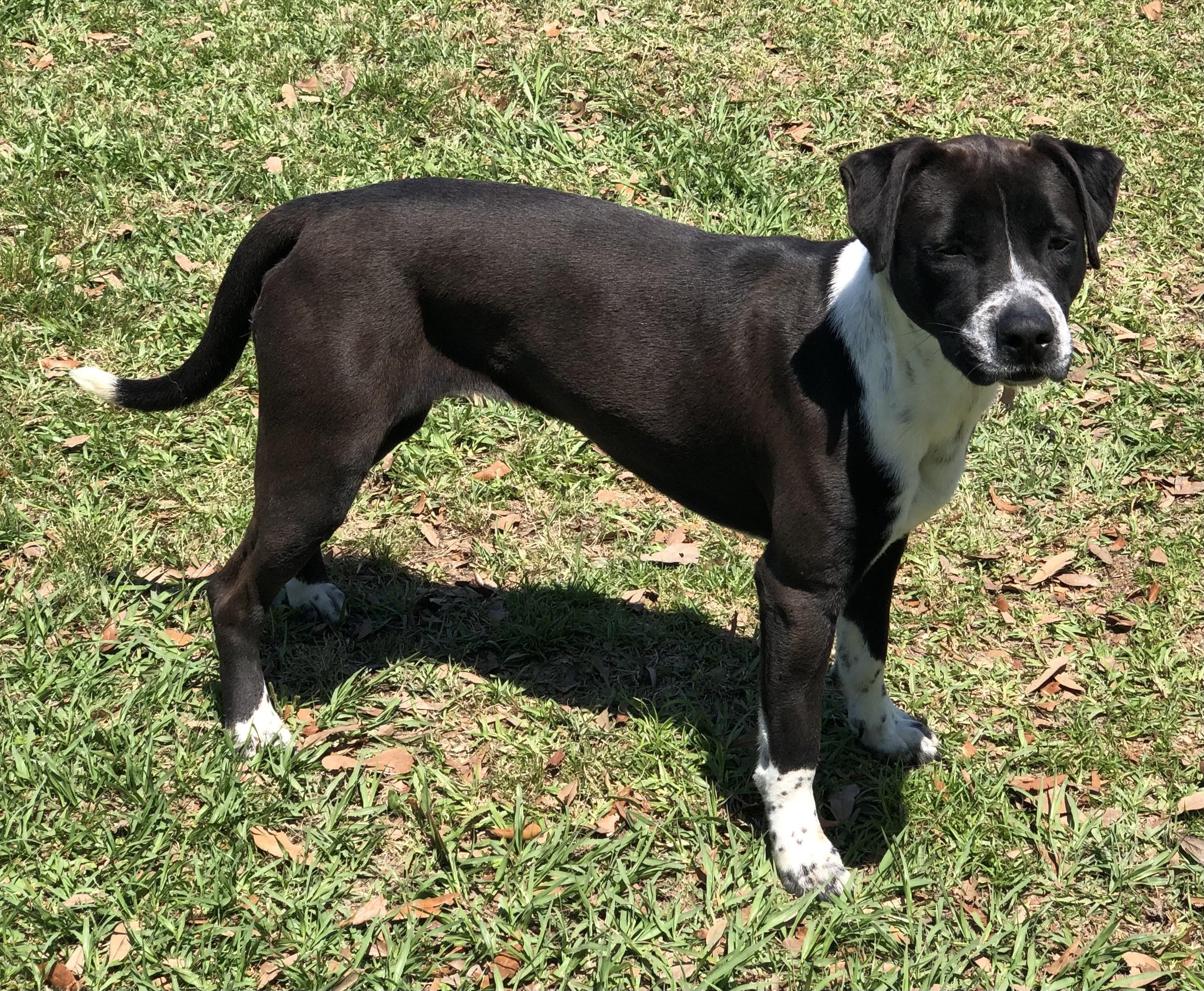 Enlarge Whiskey, a Adoptable mixed breed in Magnolia Springs, AL image 5/6
