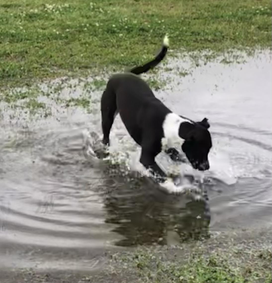 Enlarge Whiskey, a Adoptable mixed breed in Magnolia Springs, AL image 6/6