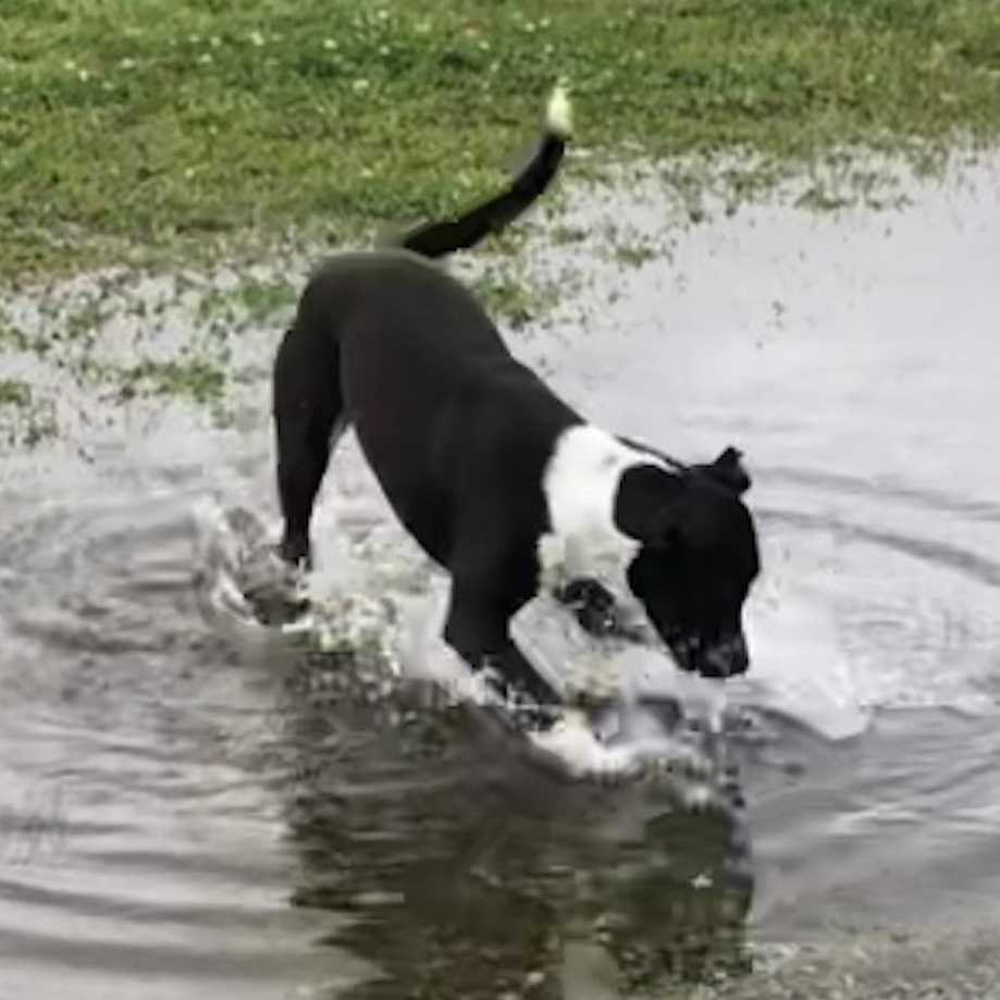 Enlarge Whiskey, a Adoptable mixed breed in Magnolia Springs, AL image 6/6