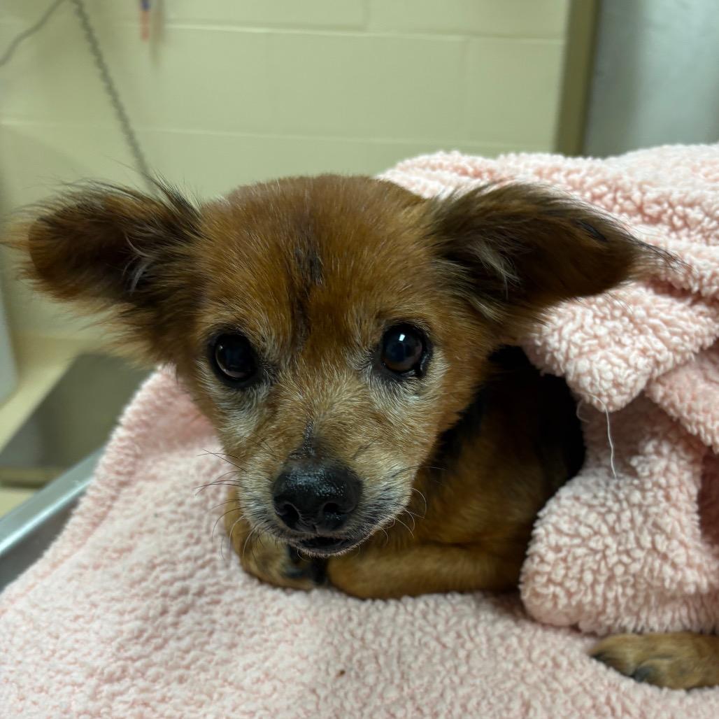 Enlarge Corbin, a Adoptable Mixed Breed in Winston-Salem, NC image 1/5