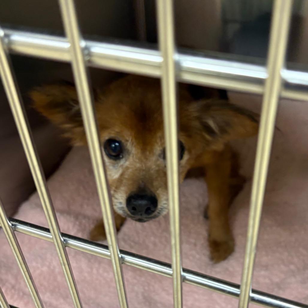 Enlarge Corbin, a Adoptable Mixed Breed in Winston-Salem, NC image 4/5