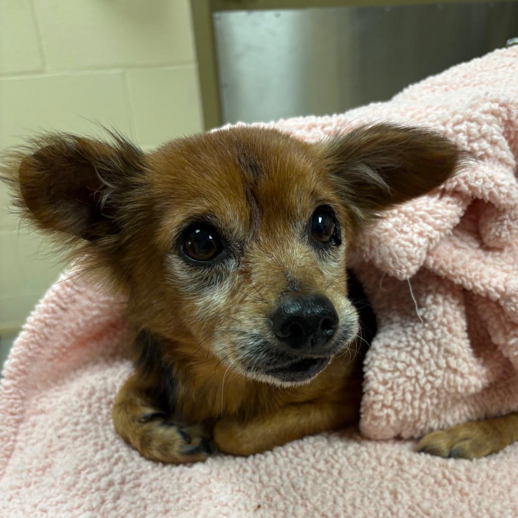 Enlarge Corbin, a Adoptable Mixed Breed in Winston-Salem, NC image 5/5