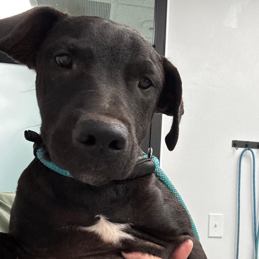 Enlarge Fern, a Adoptable mixed breed in Abilene, TX image 1/2
