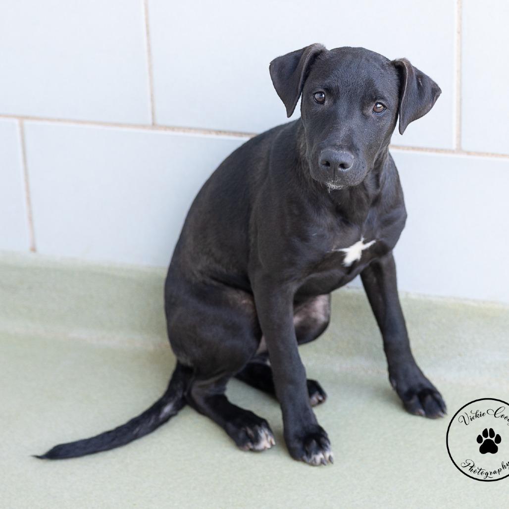 Enlarge Fern, a Adoptable mixed breed in Abilene, TX image 2/2