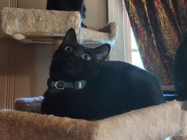 Enlarge Goose, a Adoptable mixed breed in Tyler, TX image 2/3