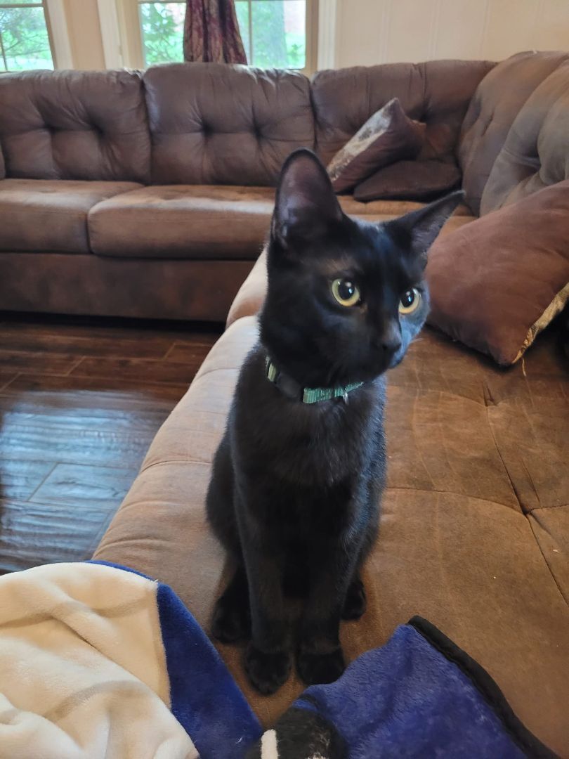 Enlarge Goose, a Adoptable mixed breed in Tyler, TX image 3/3